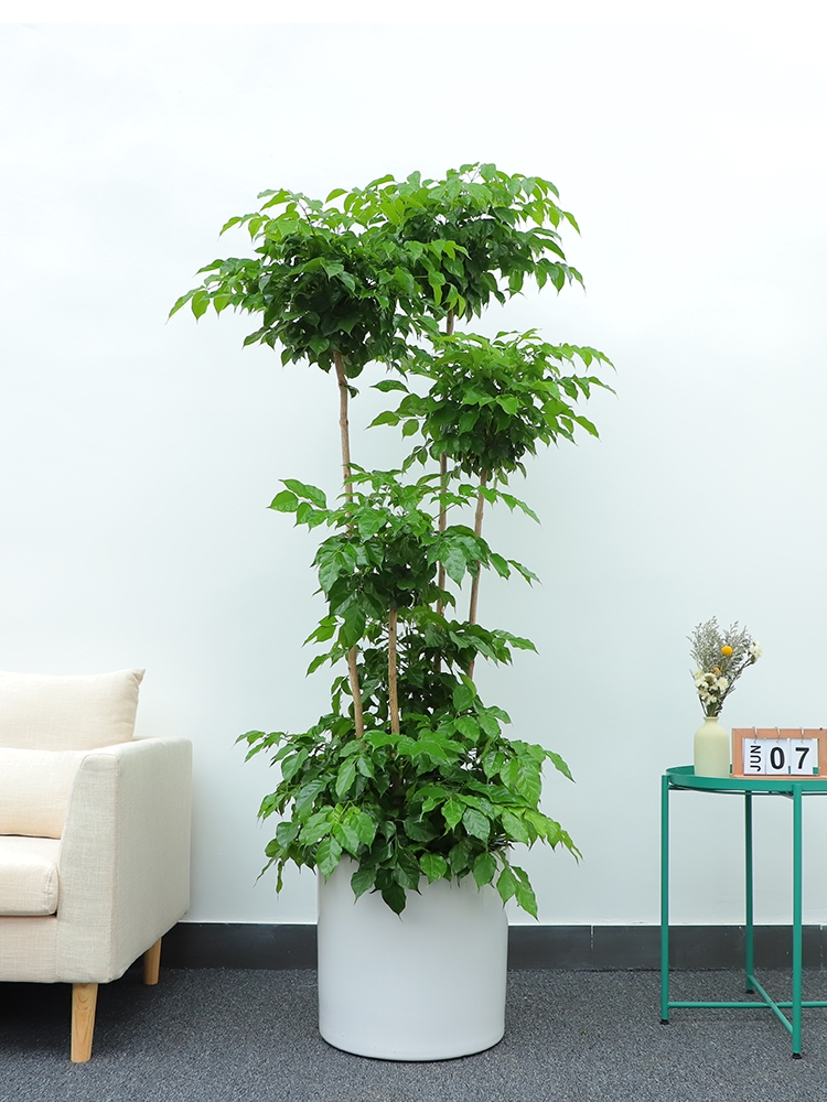 長沙花卉租擺——綠植租擺-辦公樓擺花-公司總部擺花-喬遷送花-幸福樹
